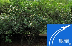 章丘金屬顏料鋁銀漿廠區(qū)風采01.jpg 章丘金屬顏料鋁銀漿廠區(qū)風采01.jpg