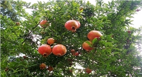 銀箭鋁銀漿秋季小風貌0.jpg 銀箭鋁銀漿秋季小風貌0.jpg