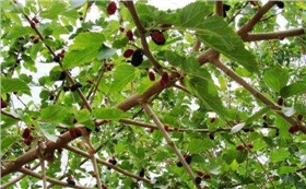 銀箭桑樹碩果滿滿.jpg 銀箭桑樹碩果滿滿.jpg