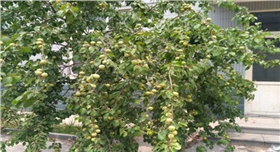 銀箭鋁銀漿廠區(qū)碩果滿滿.jpg 銀箭鋁銀漿廠區(qū)碩果滿滿.jpg